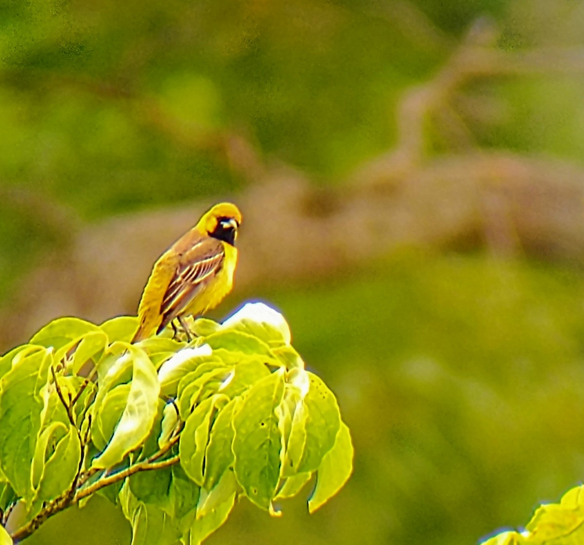Orchard Oriole - ML619884540