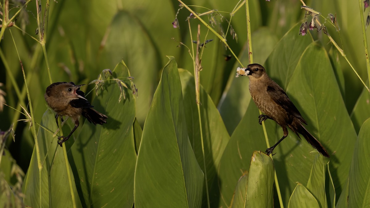 Boat-tailed Grackle - ML619884561