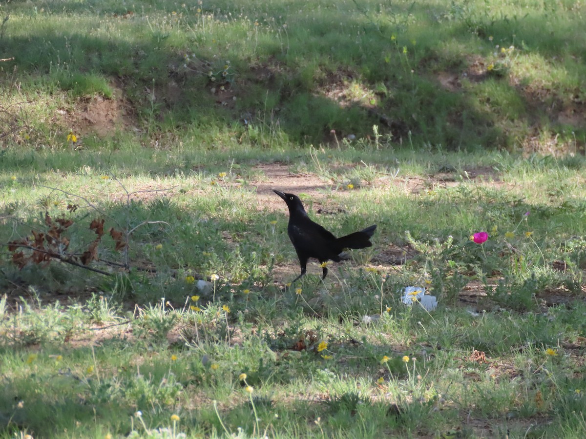 Common Grackle - ML619884569