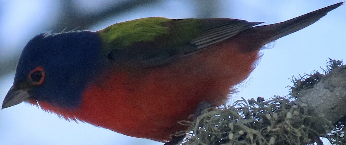 Painted Bunting - ML619884581