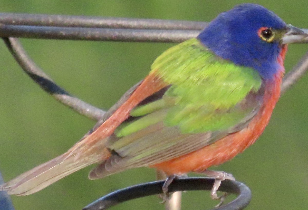 Painted Bunting - ML619884586