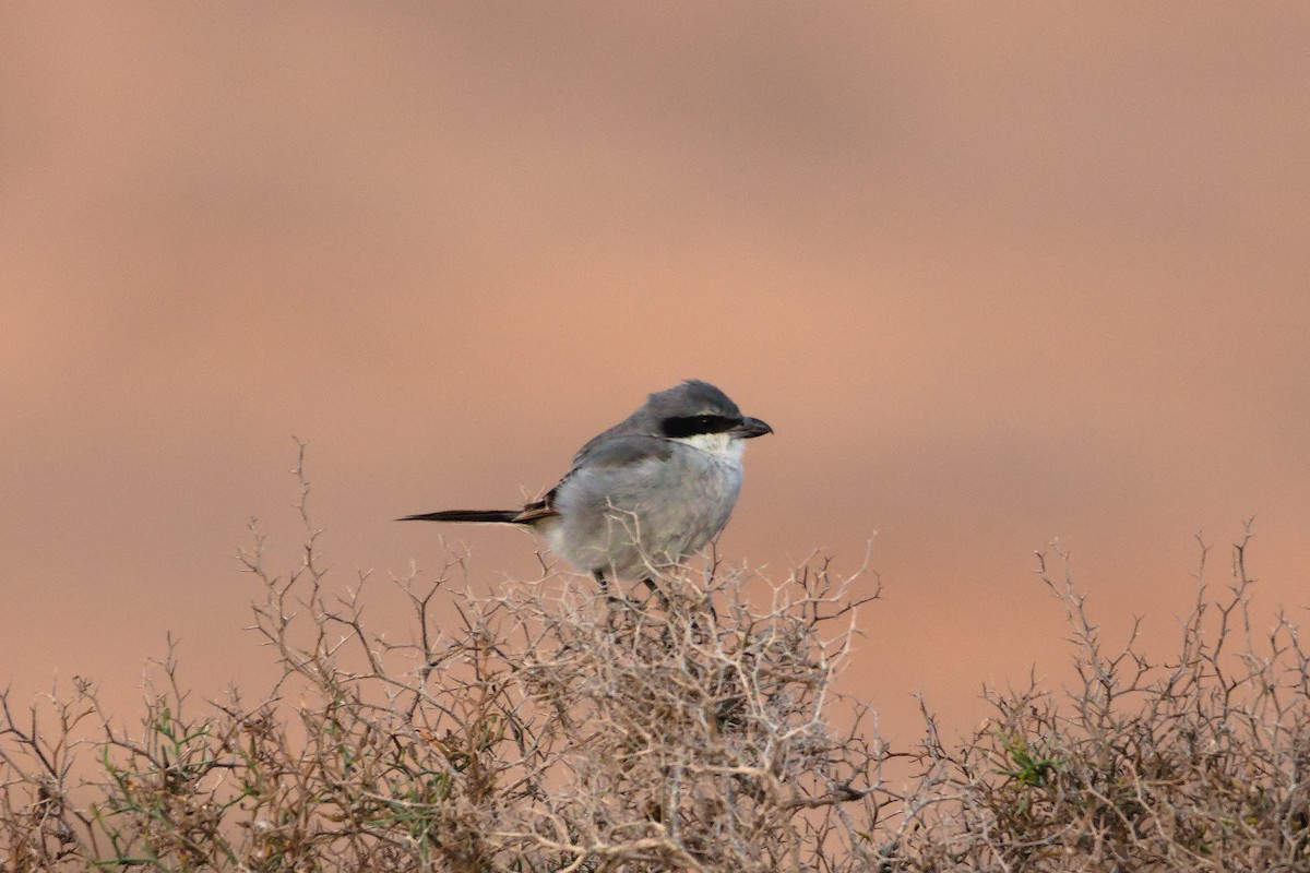 Great Gray Shrike (Sahara) - ML619884587