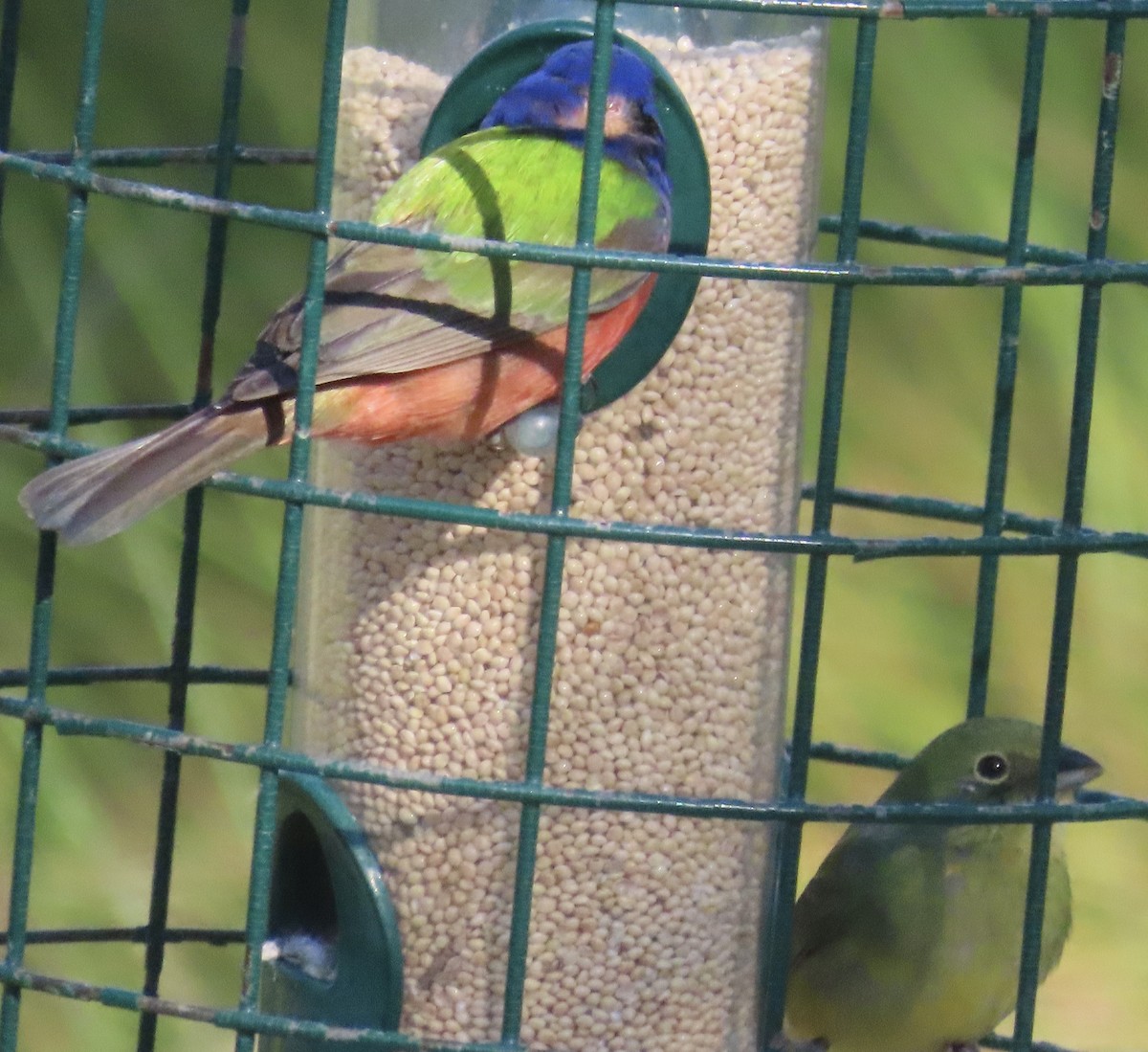 Painted Bunting - ML619884592