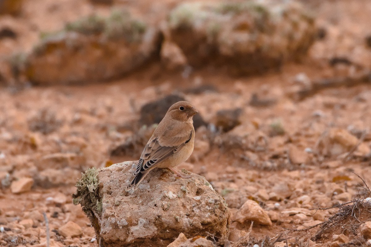 Trumpeter Finch - ML619884597