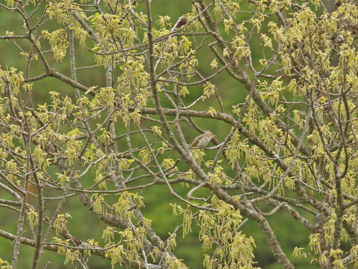 Mosquitero Oriental - ML619884614