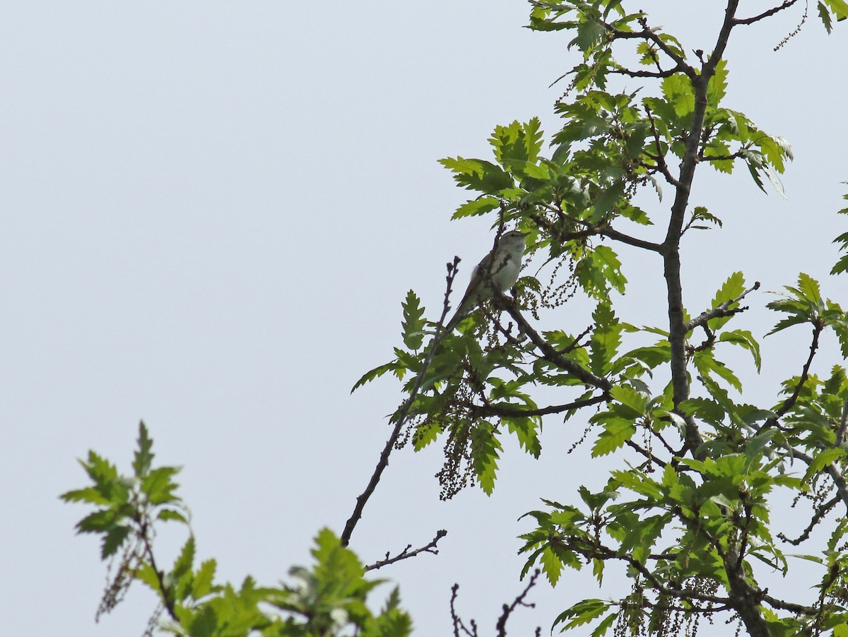 Eastern Bonelli's Warbler - ML619884615