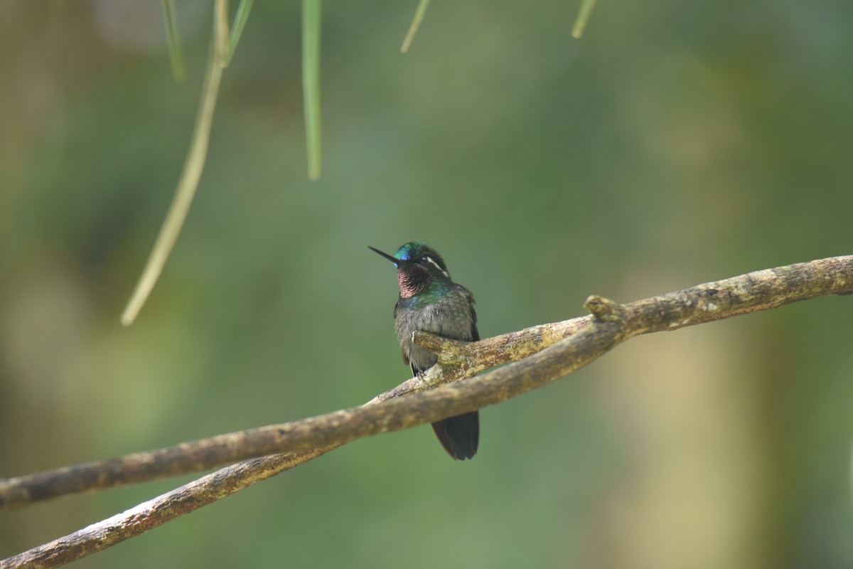 Purple-throated Mountain-gem - ML619884631