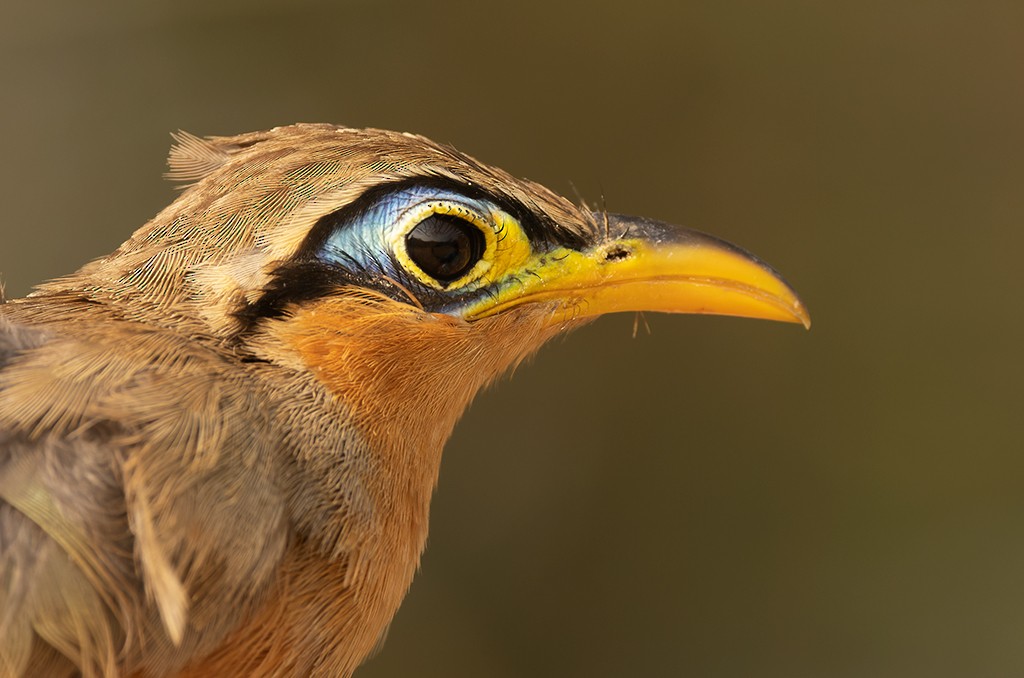 Lesser Ground-Cuckoo - ML619884634