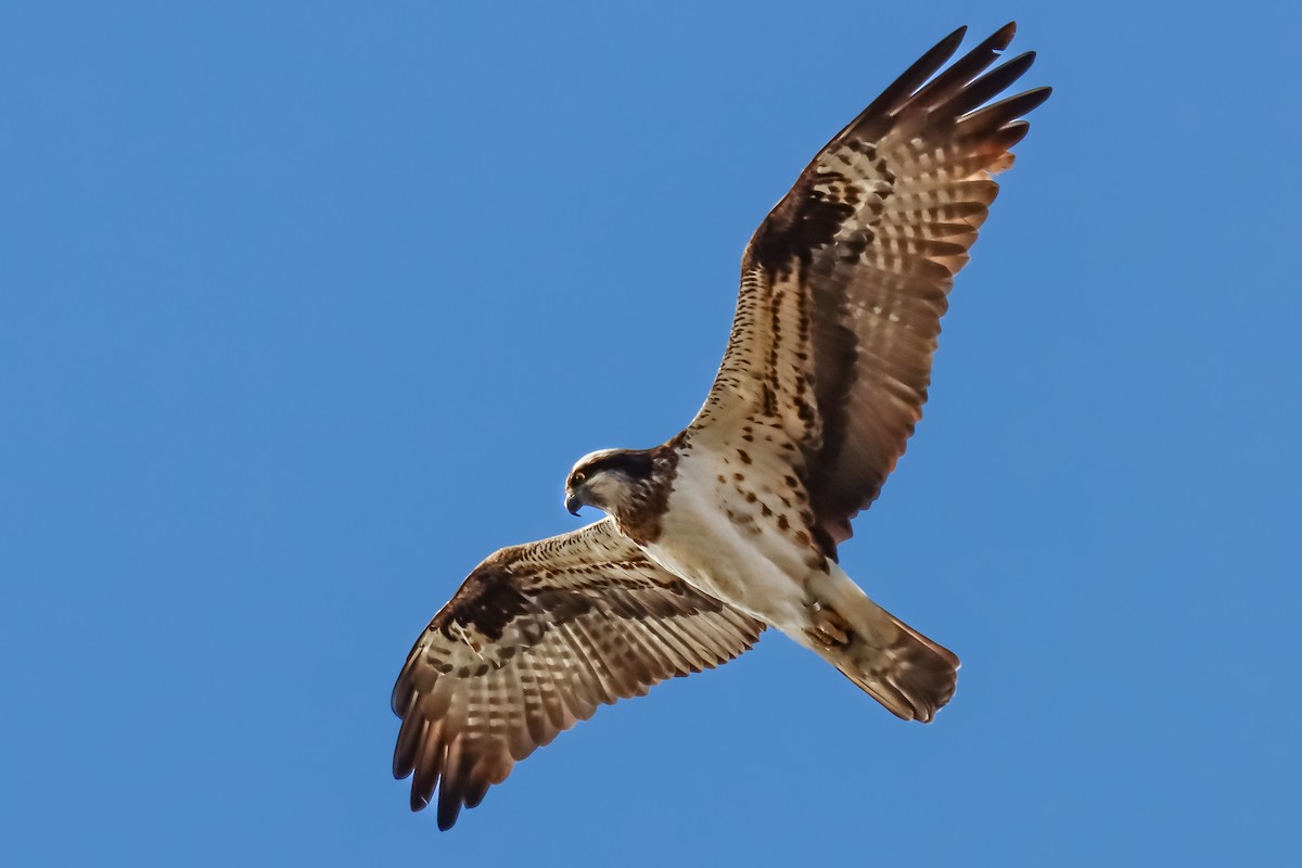 Osprey - ML619884641