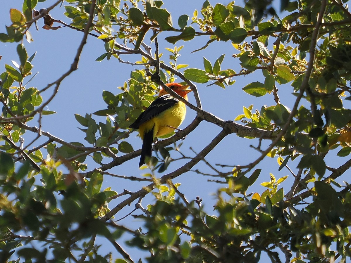 Western Tanager - ML619884645