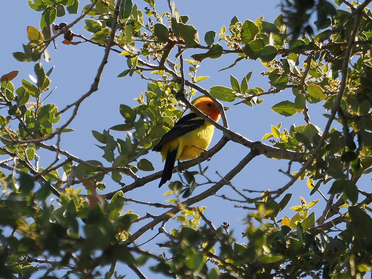 Western Tanager - ML619884646