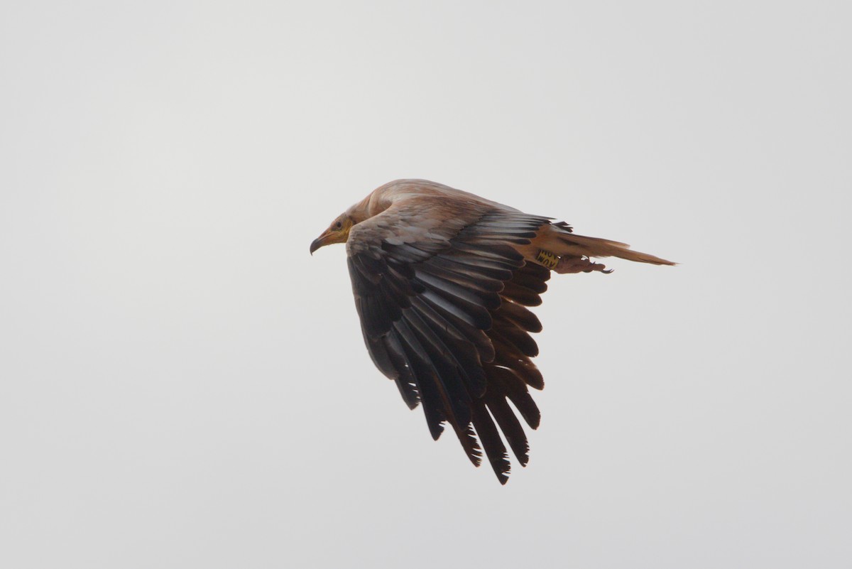 Egyptian Vulture - ML619884655