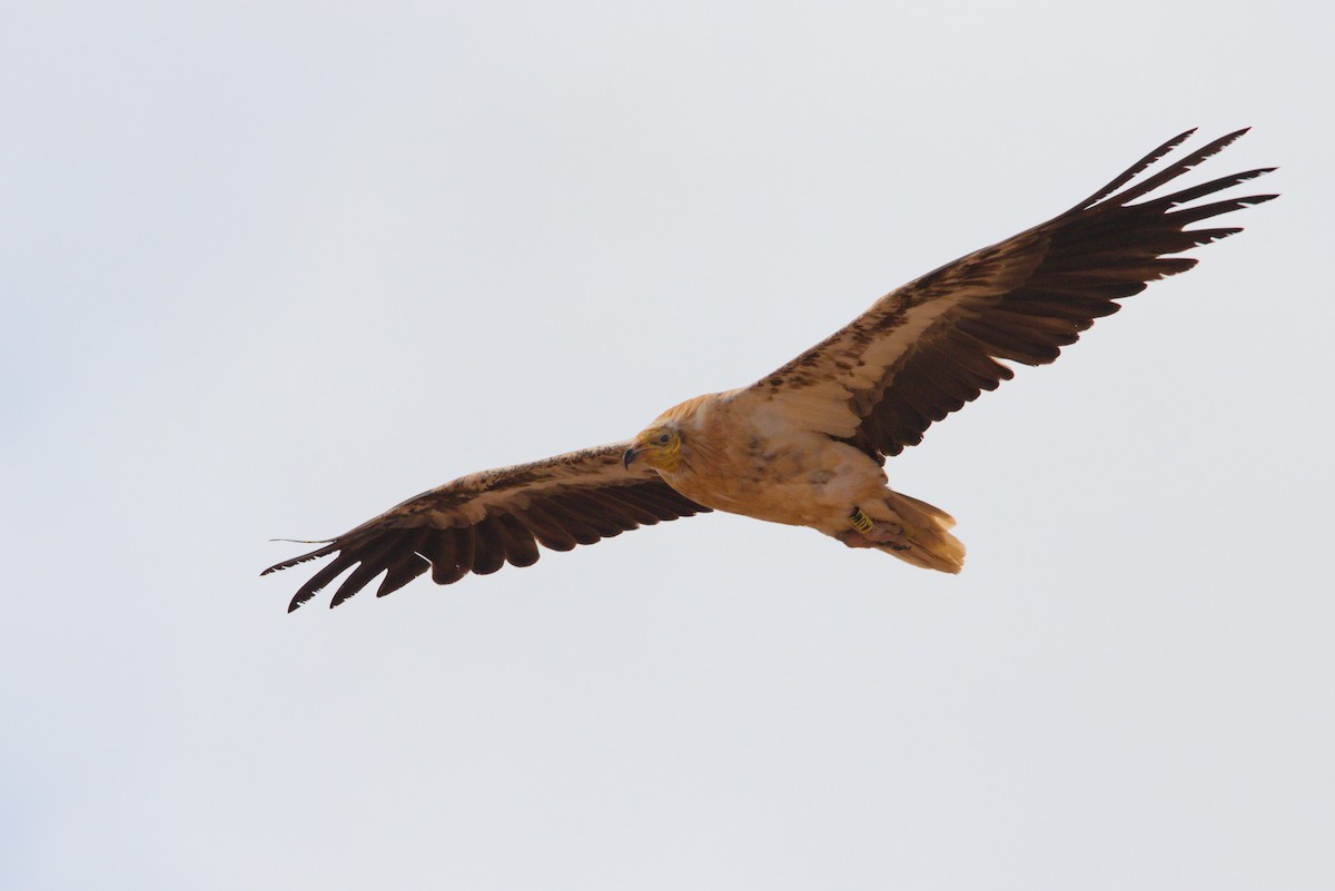 Egyptian Vulture - ML619884659