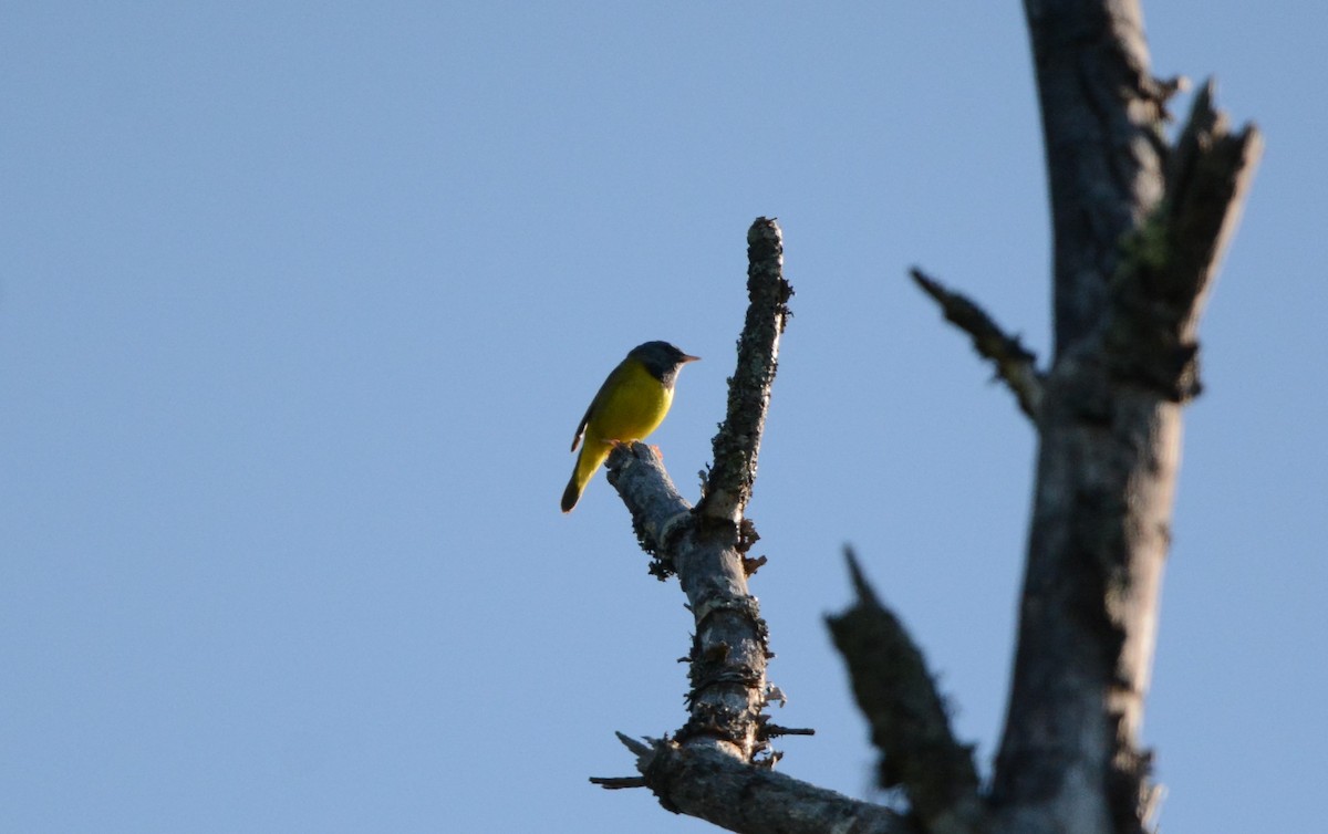 Mourning Warbler - ML619884660