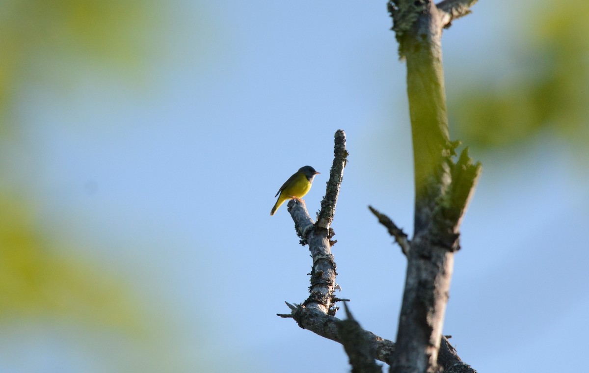 Mourning Warbler - ML619884663