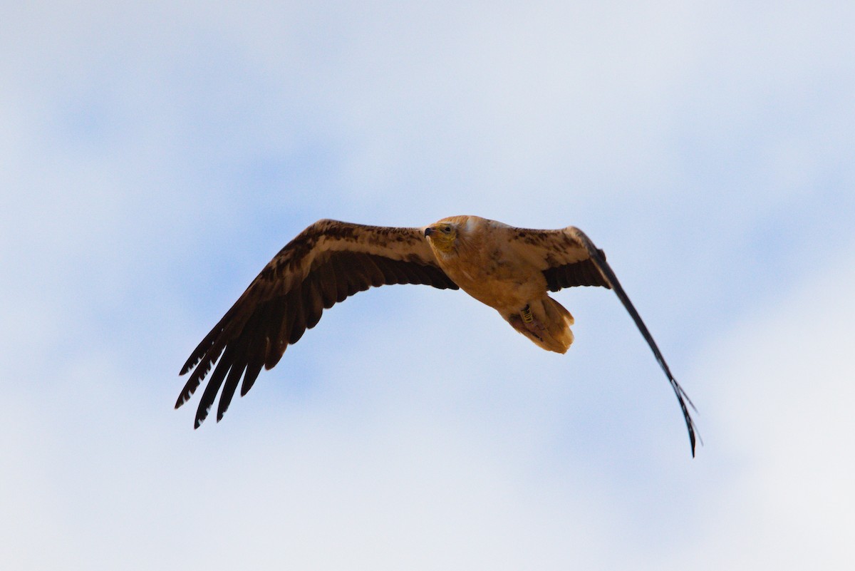 Egyptian Vulture - ML619884664