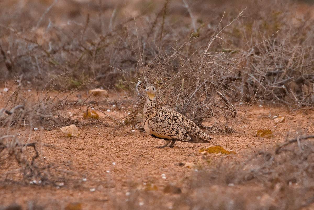 Black-bellied Sandgrouse - ML619884674