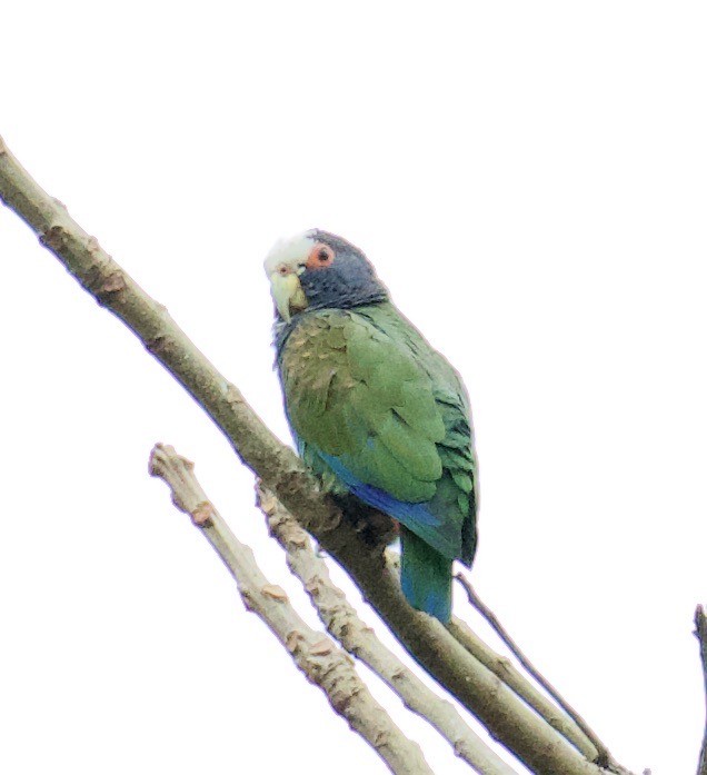 White-crowned Parrot - ML619884688