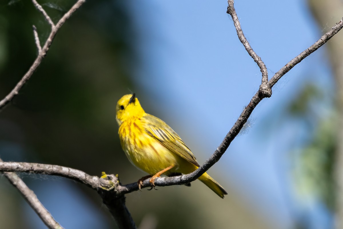 Yellow Warbler (Northern) - ML619884701