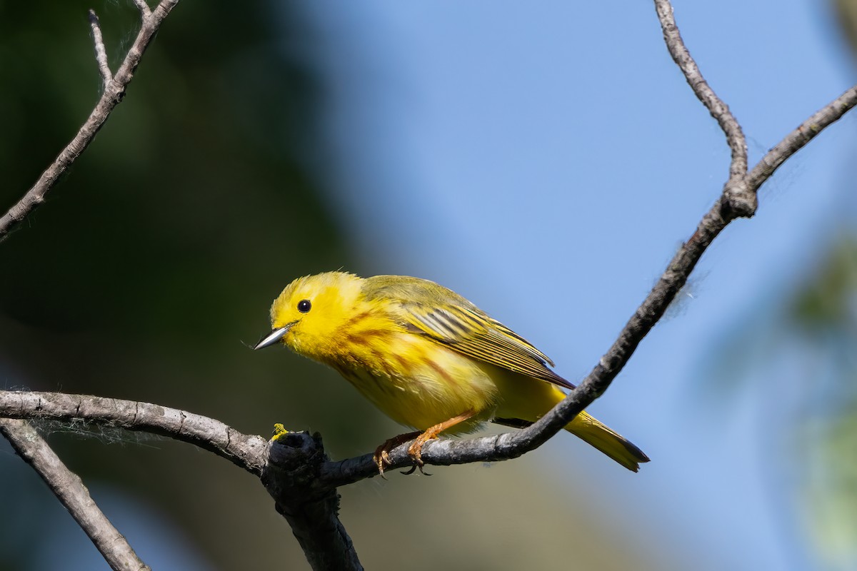 Yellow Warbler (Northern) - ML619884702