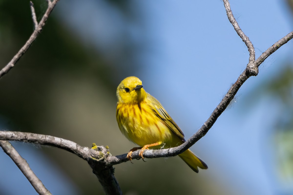 Yellow Warbler (Northern) - ML619884703
