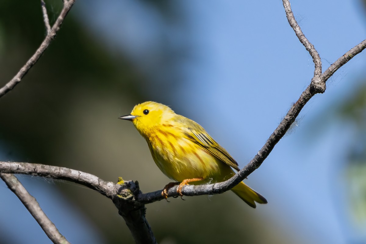 Yellow Warbler (Northern) - ML619884704