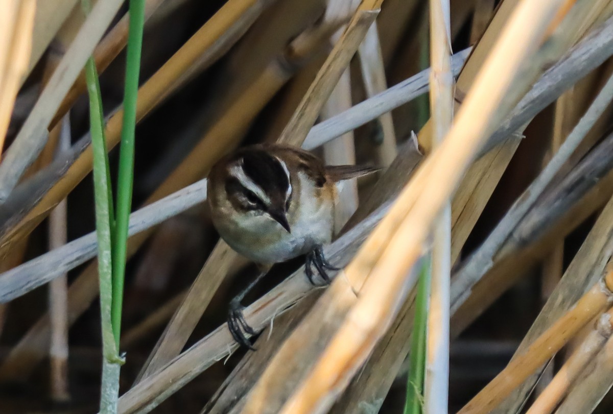 Moustached Warbler - Ömer Kilit