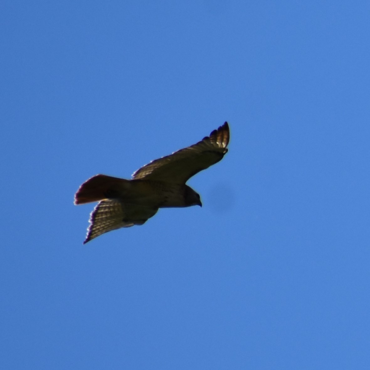 Red-tailed Hawk - ML619884717