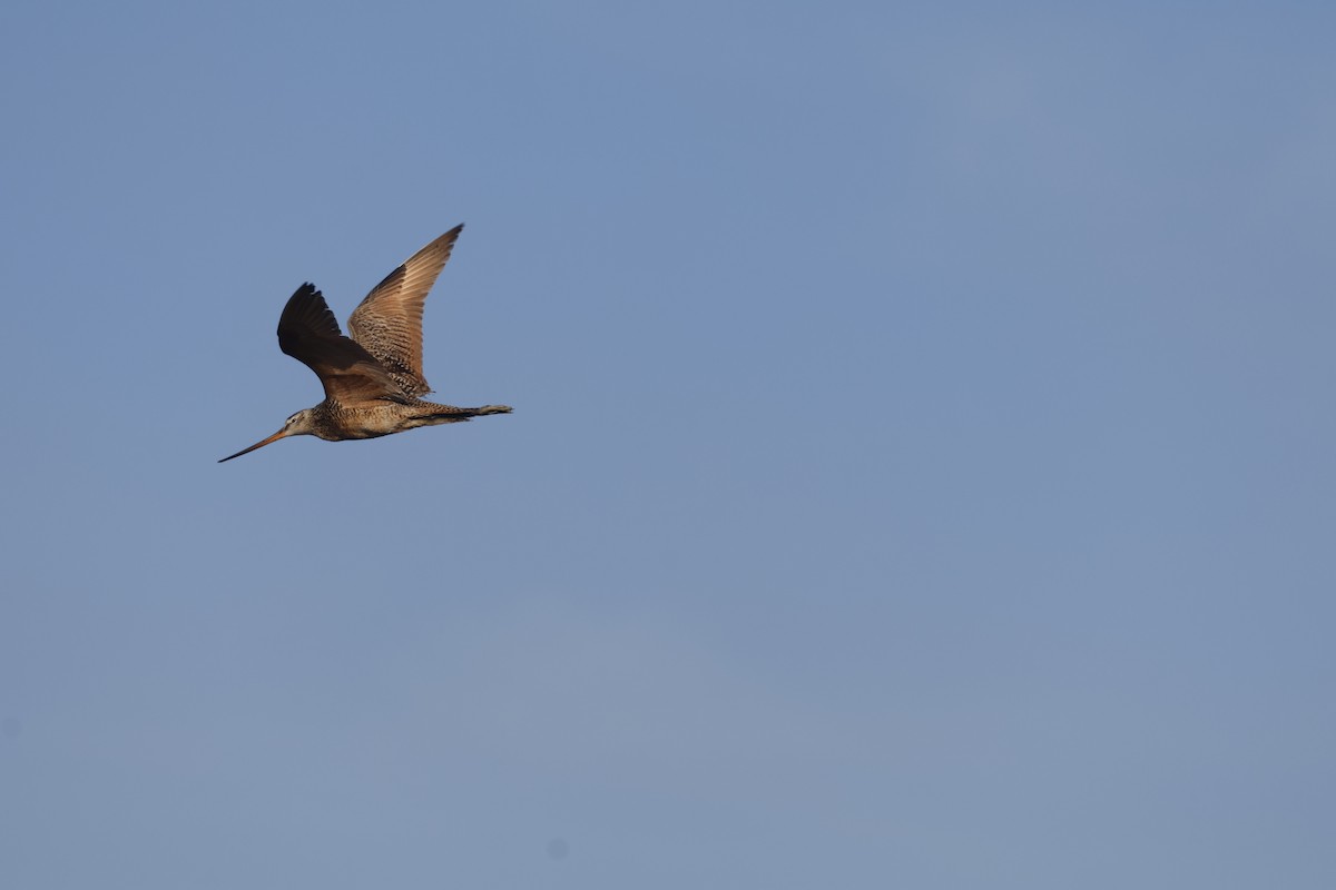 Marbled Godwit - ML619884724