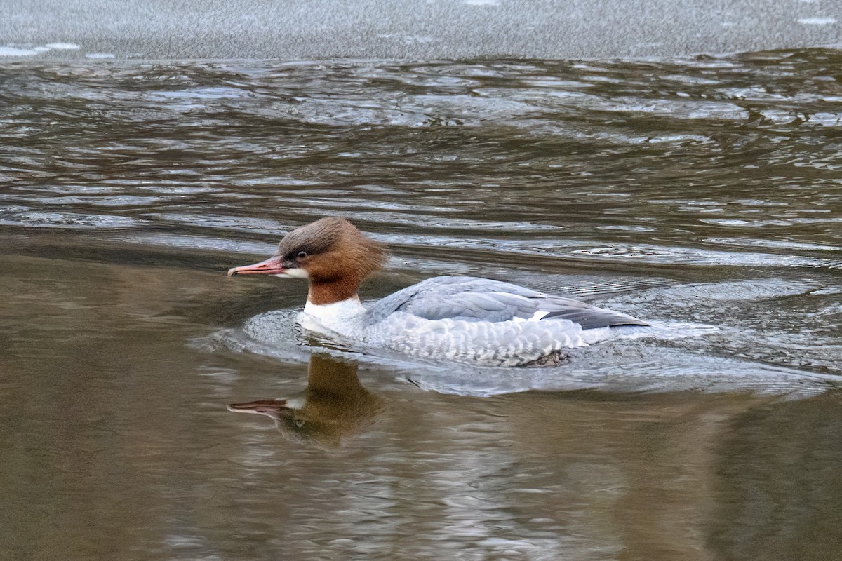 Common Merganser - ML619884730