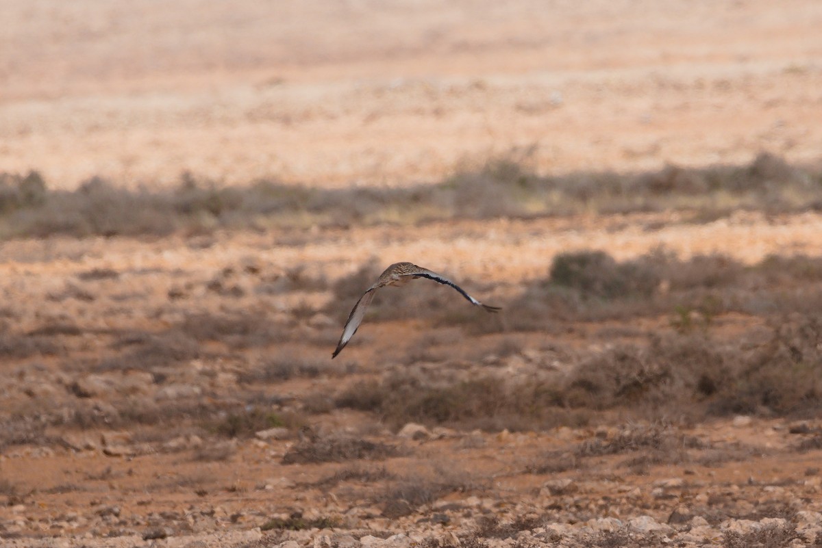 Avutarda Hubara Africana (Islas Canarias) - ML619884743