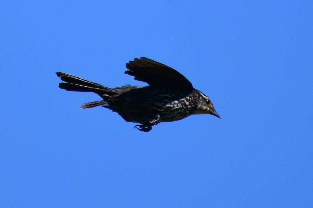 Red-winged Blackbird - ML619884747