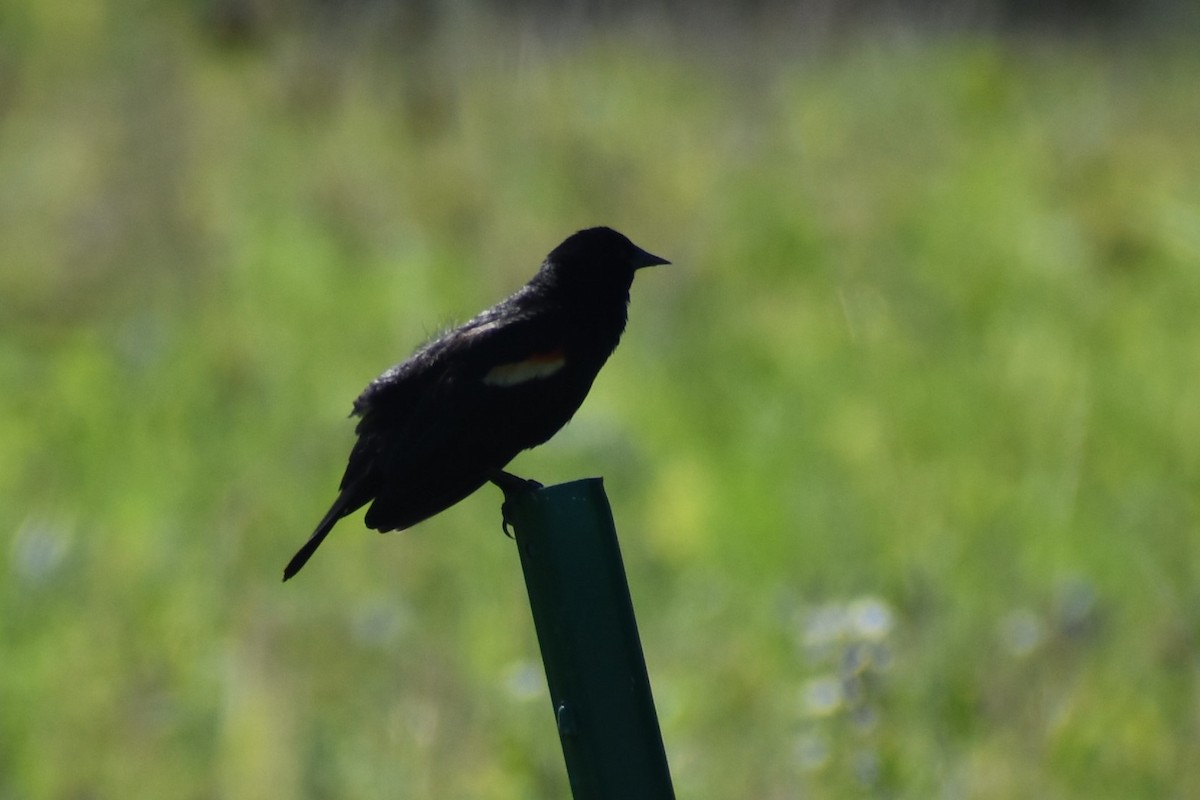 Red-winged Blackbird - ML619884748