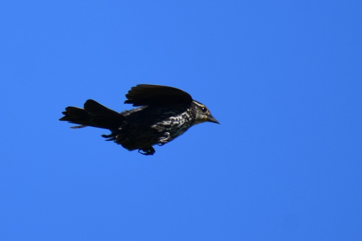 Red-winged Blackbird - ML619884749