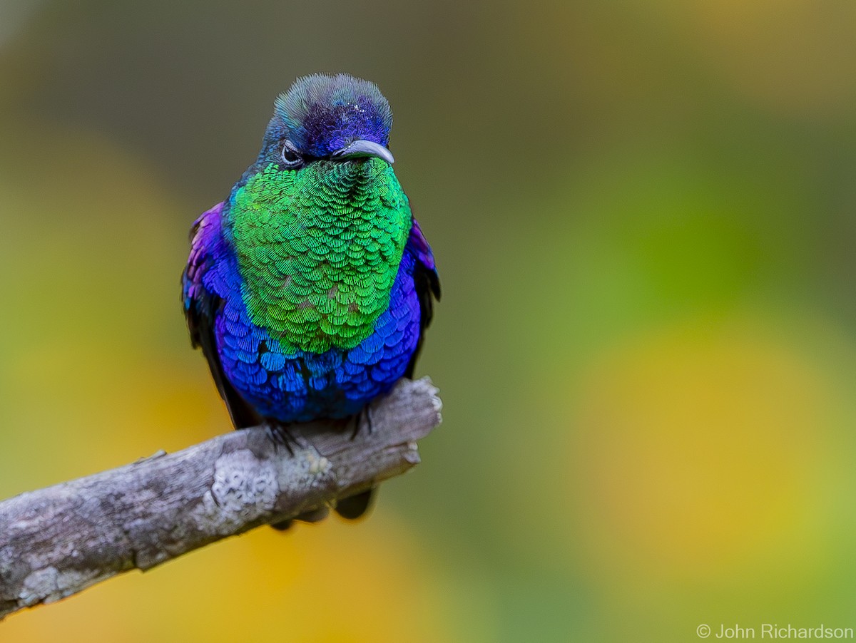 Crowned Woodnymph (Northern/Colombian Violet-crowned) - ML619884750