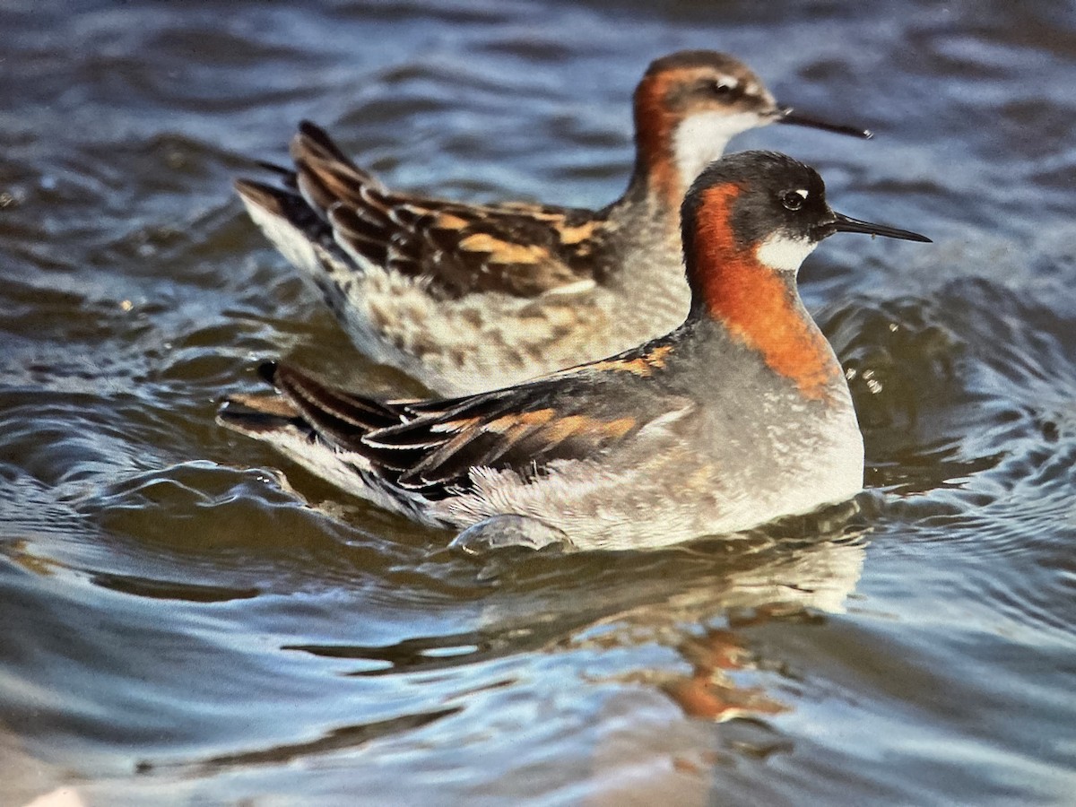 Red-necked Phalarope - ML619884754