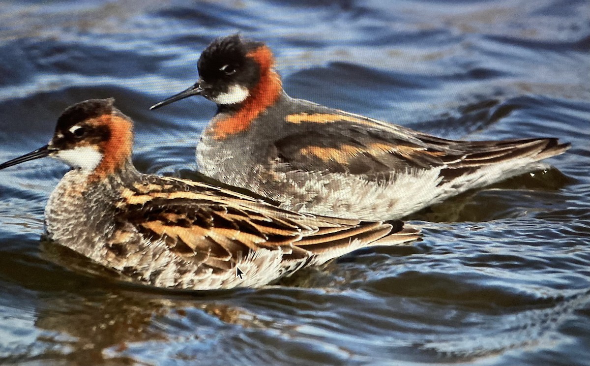 Red-necked Phalarope - ML619884755