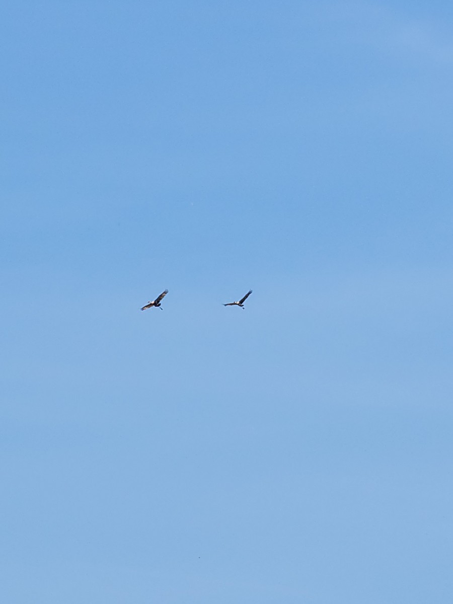 Sandhill Crane - ML619884758