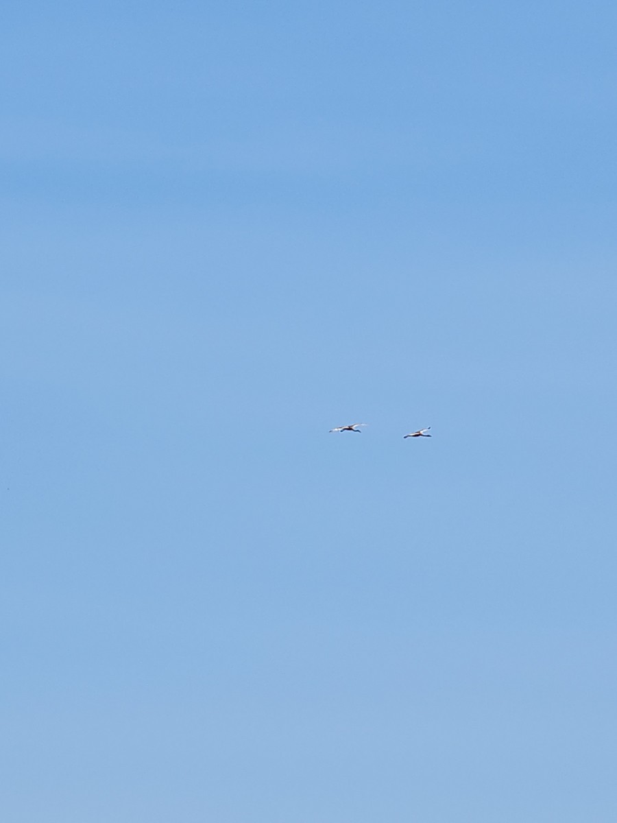 カナダヅル - ML619884760