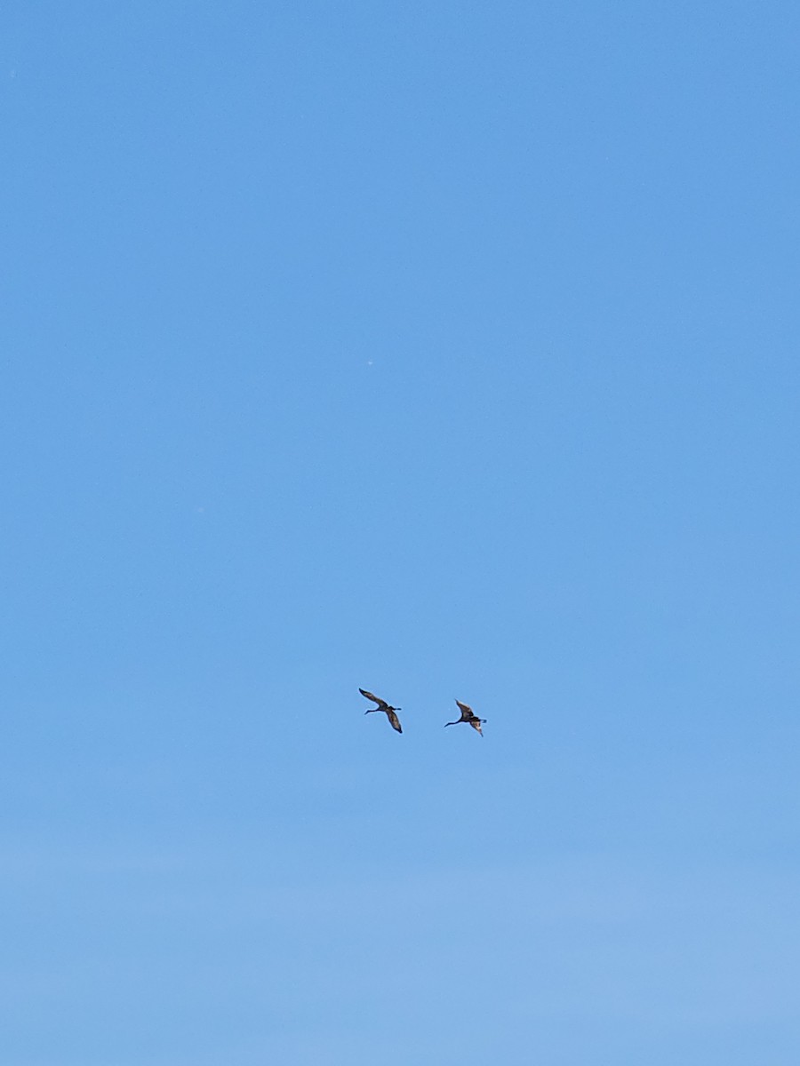 Sandhill Crane - ML619884761