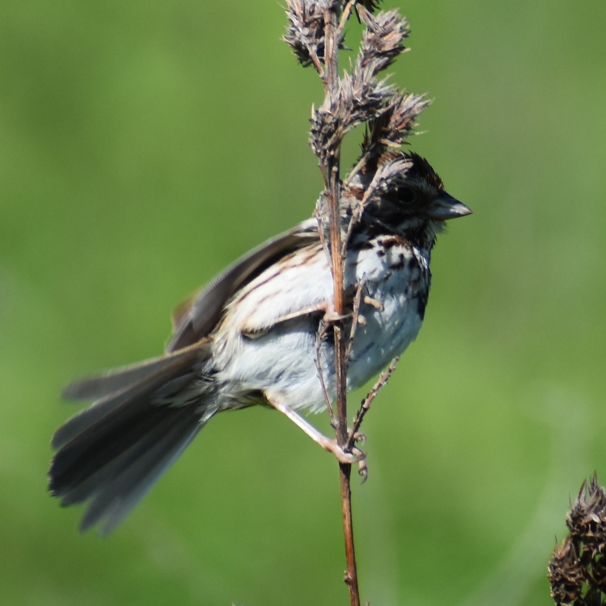 Song Sparrow - ML619884765