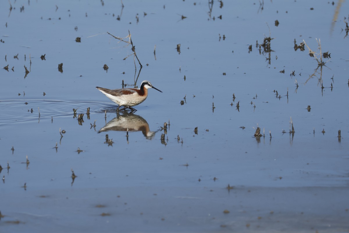 Falaropo Tricolor - ML619884770