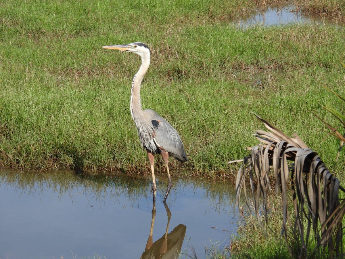 Great Blue Heron - ML619884780