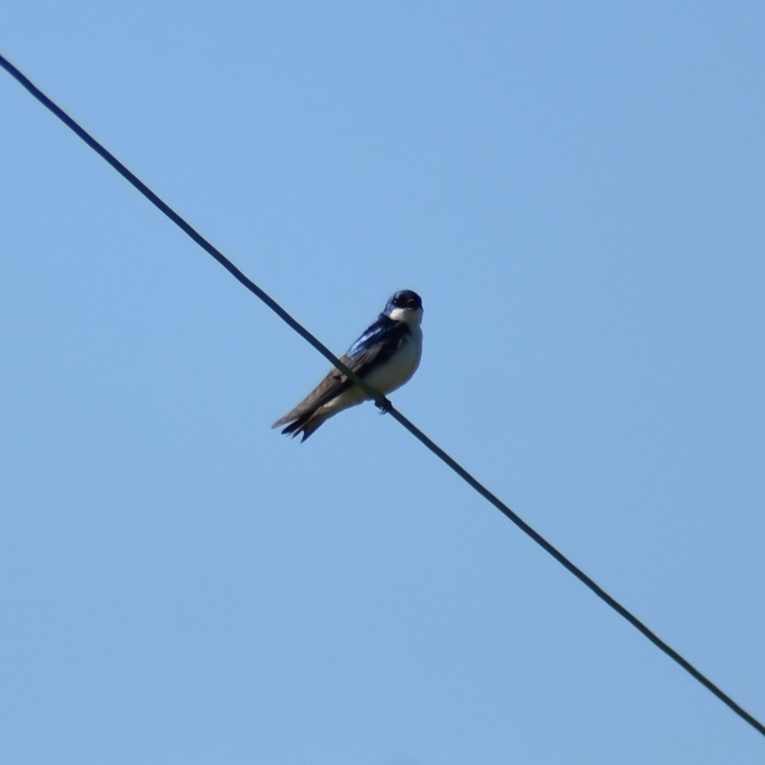 Tree Swallow - ML619884782