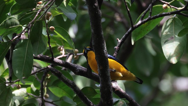 Thick-billed Euphonia - ML619884806