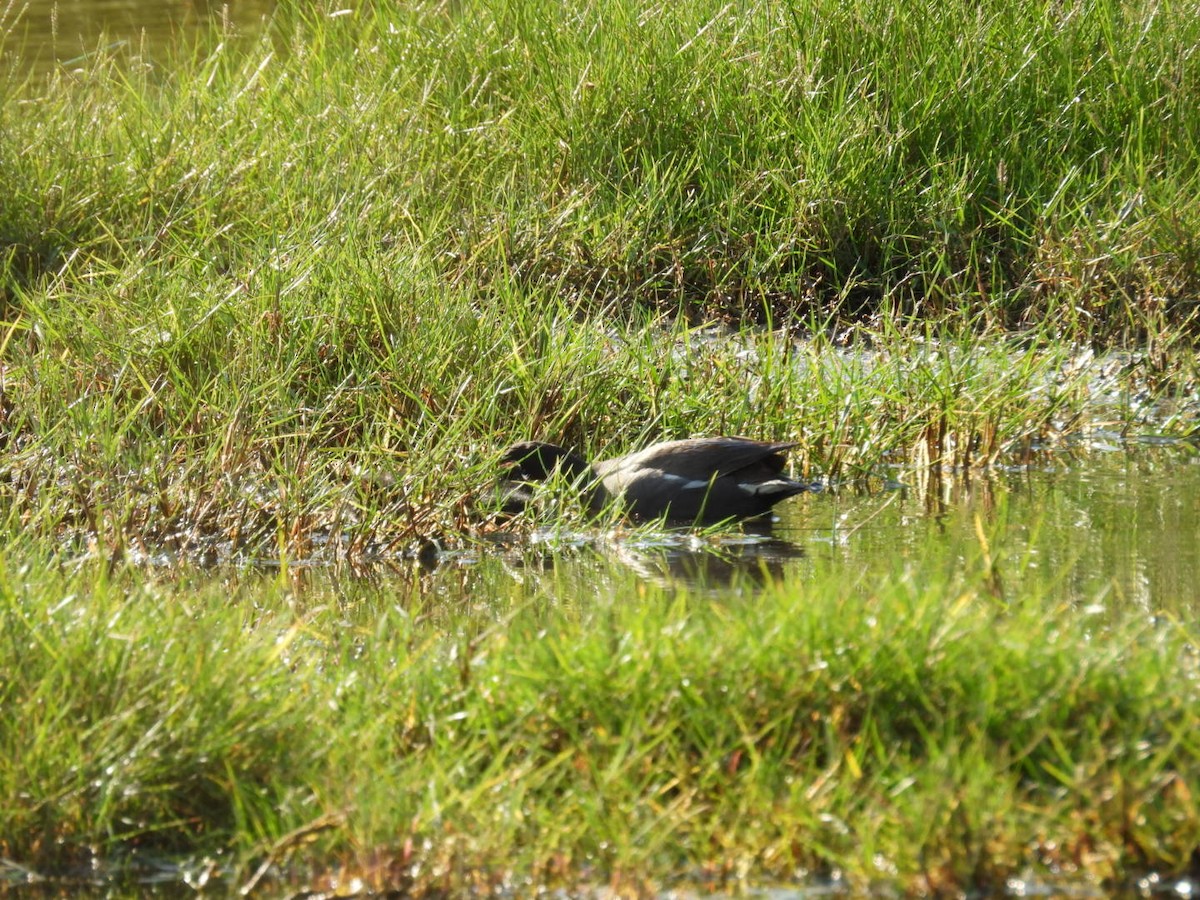 Common Gallinule - ML619884814