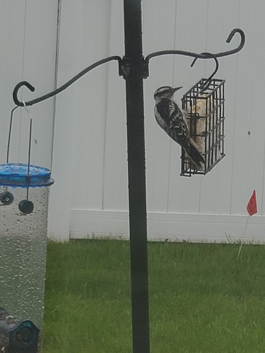 Downy Woodpecker - ML619884815