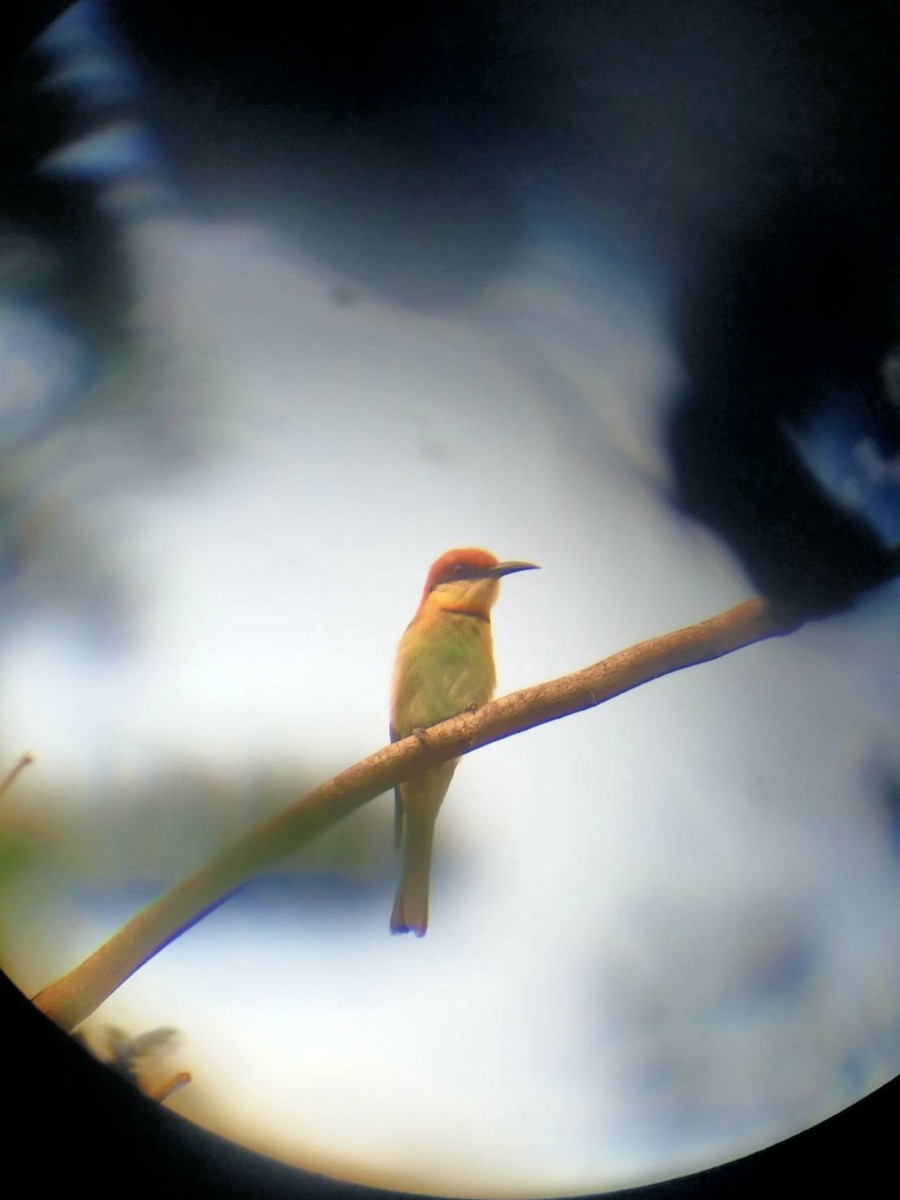 Chestnut-headed Bee-eater - ML619884818