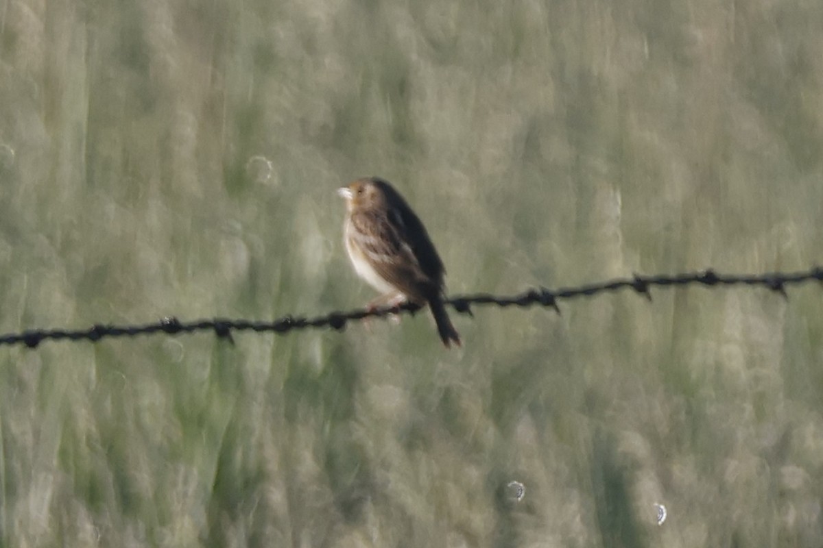Grasshopper Sparrow - ML619884819