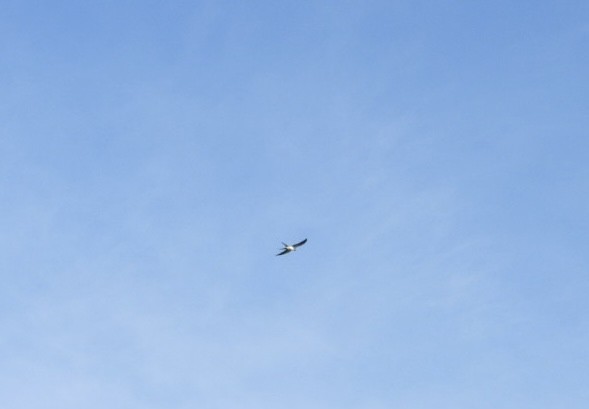 Swallow-tailed Kite - ML619884820